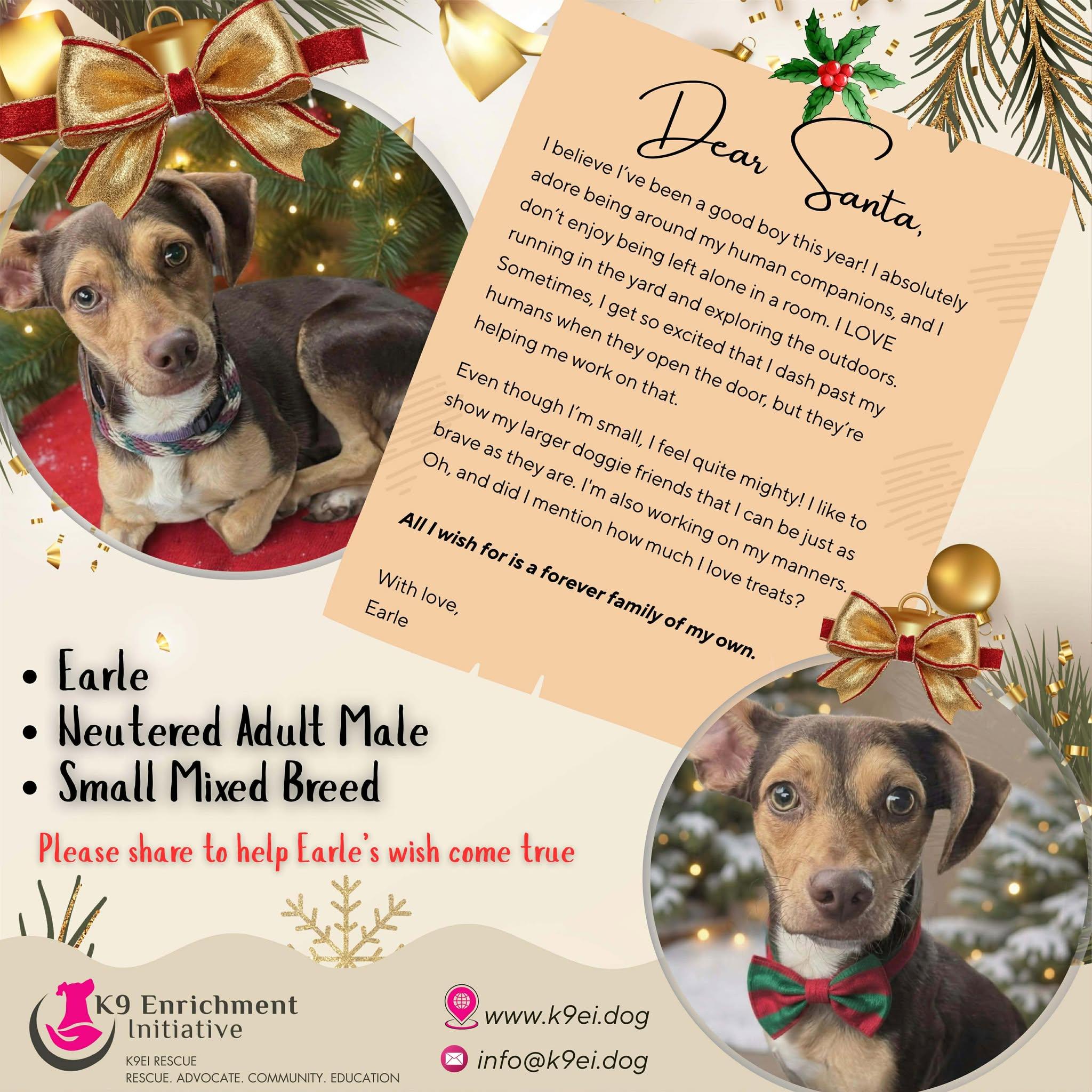 Enlarge Earle, a Adoptable Mixed Breed in Plainfield, IL image 4/4