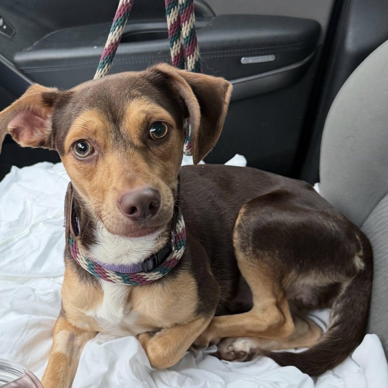 Enlarge Earle, a Adoptable Mixed Breed in Plainfield, IL image 2/3