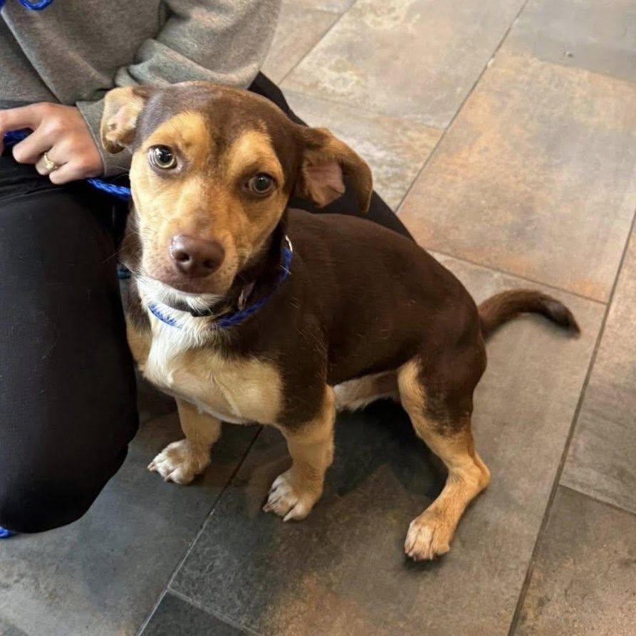 Enlarge Earle, a Adoptable Mixed Breed in Plainfield, IL image 3/3