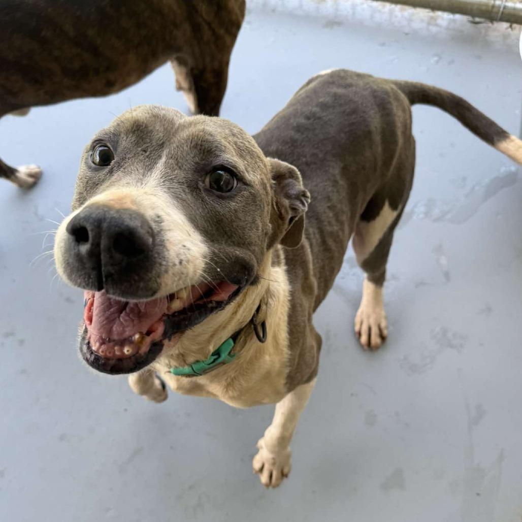 Sugar, Adoptable, Senior Female Pit Bull Terrier & Mixed Breed.