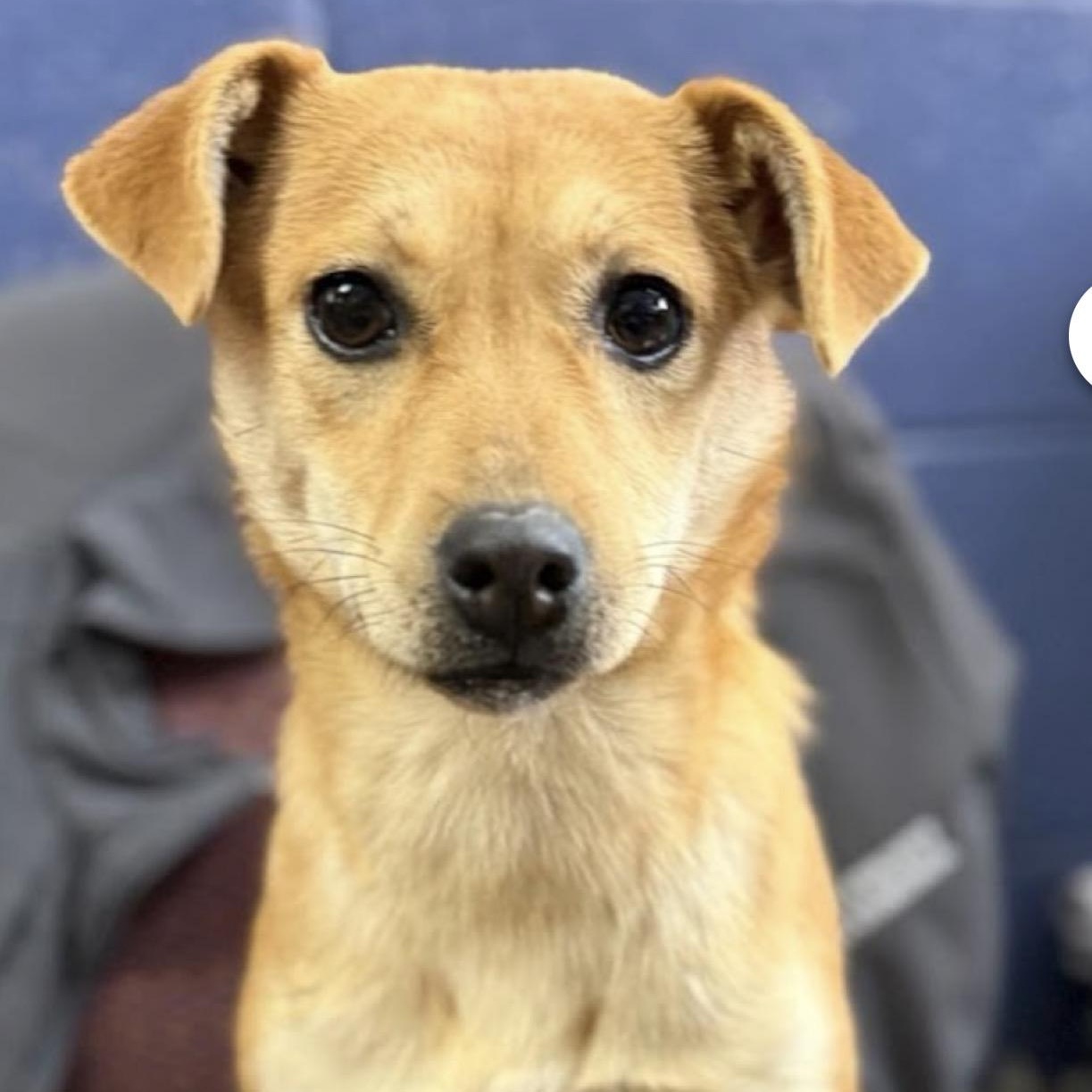 Molly, ADOPTABLE, Puppy Female Mixed Breed.