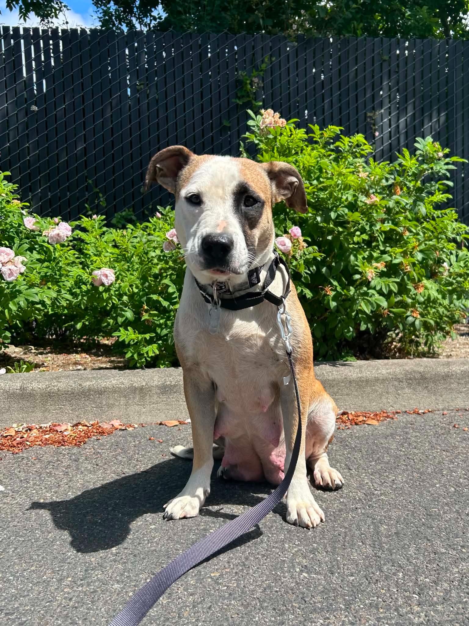 Harriet, adopted, Adult Female Pit Bull Terrier.