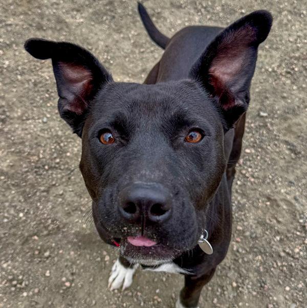 Nova, Adoptable, Adult Female Staffordshire Bull Terrier.