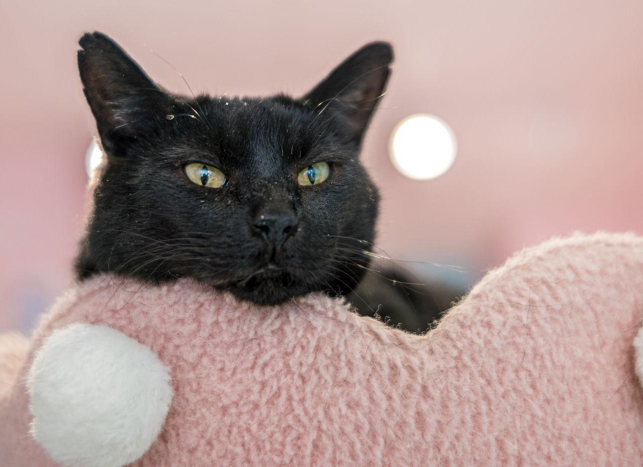 Jolene - KBC — thumbnail 2