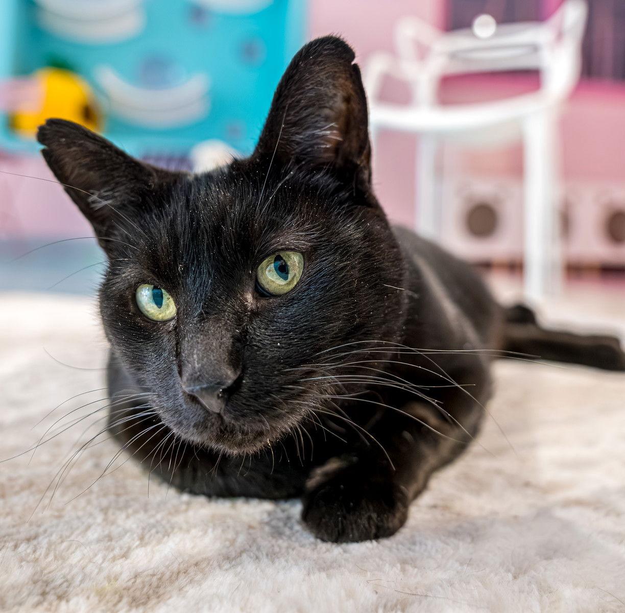 Jolene - KBC — thumbnail 3