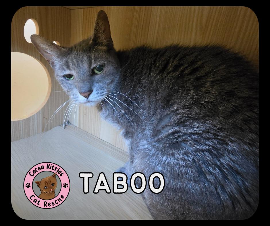 Taboo, Adoptable, Adult Female Domestic Short Hair.