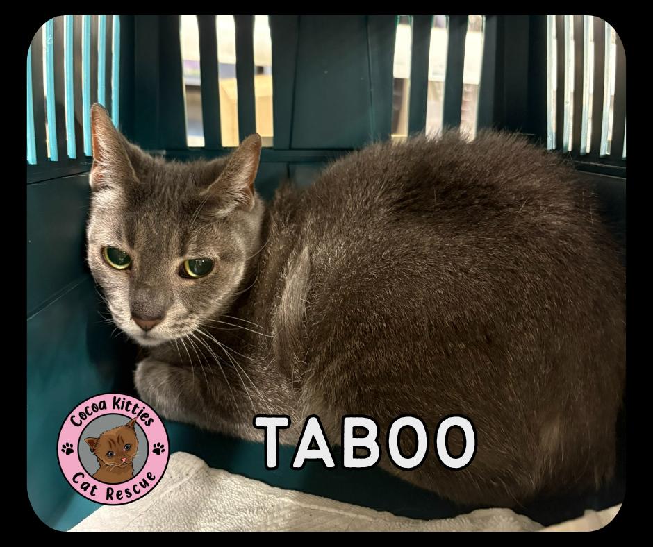 Enlarge Taboo, a Adoptable mixed breed in Hershey, PA image 2/2