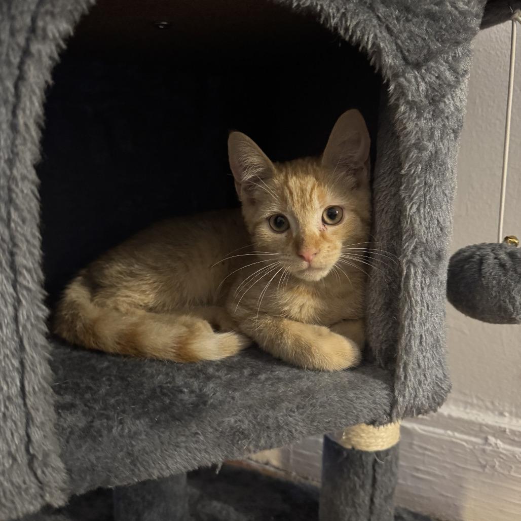 Lancelot, Adoptable, Young Male Domestic Short Hair.