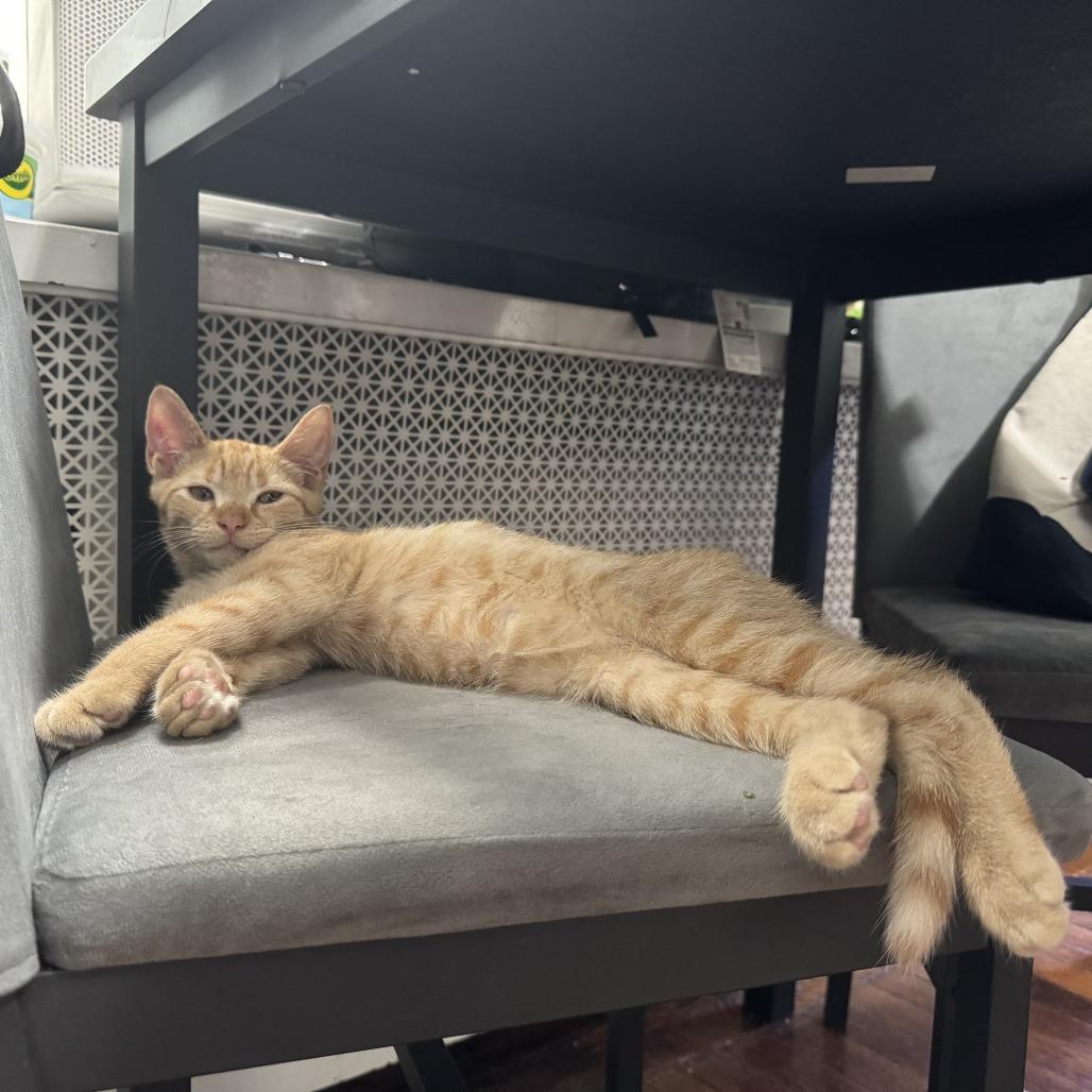 Lancelot, a Adoptable Domestic Short Hair in Belleville, IL image 3/6