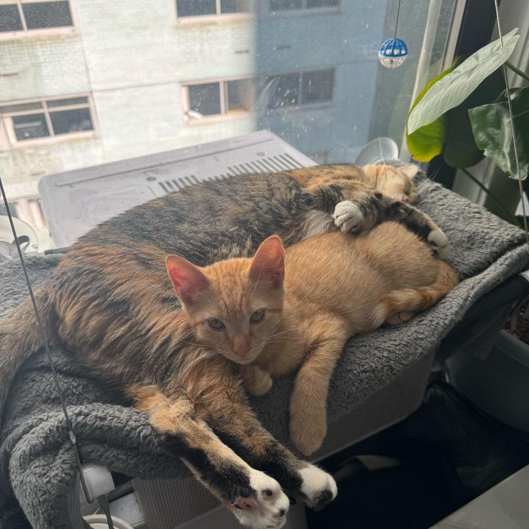 Lancelot, a Adoptable Domestic Short Hair in Belleville, IL image 4/6