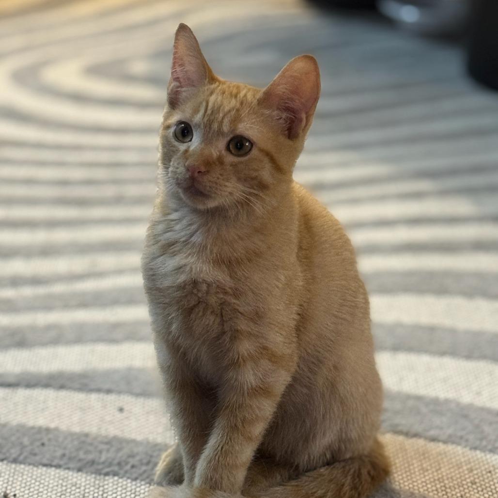 Lancelot, a Adoptable Domestic Short Hair in Belleville, IL image 5/6