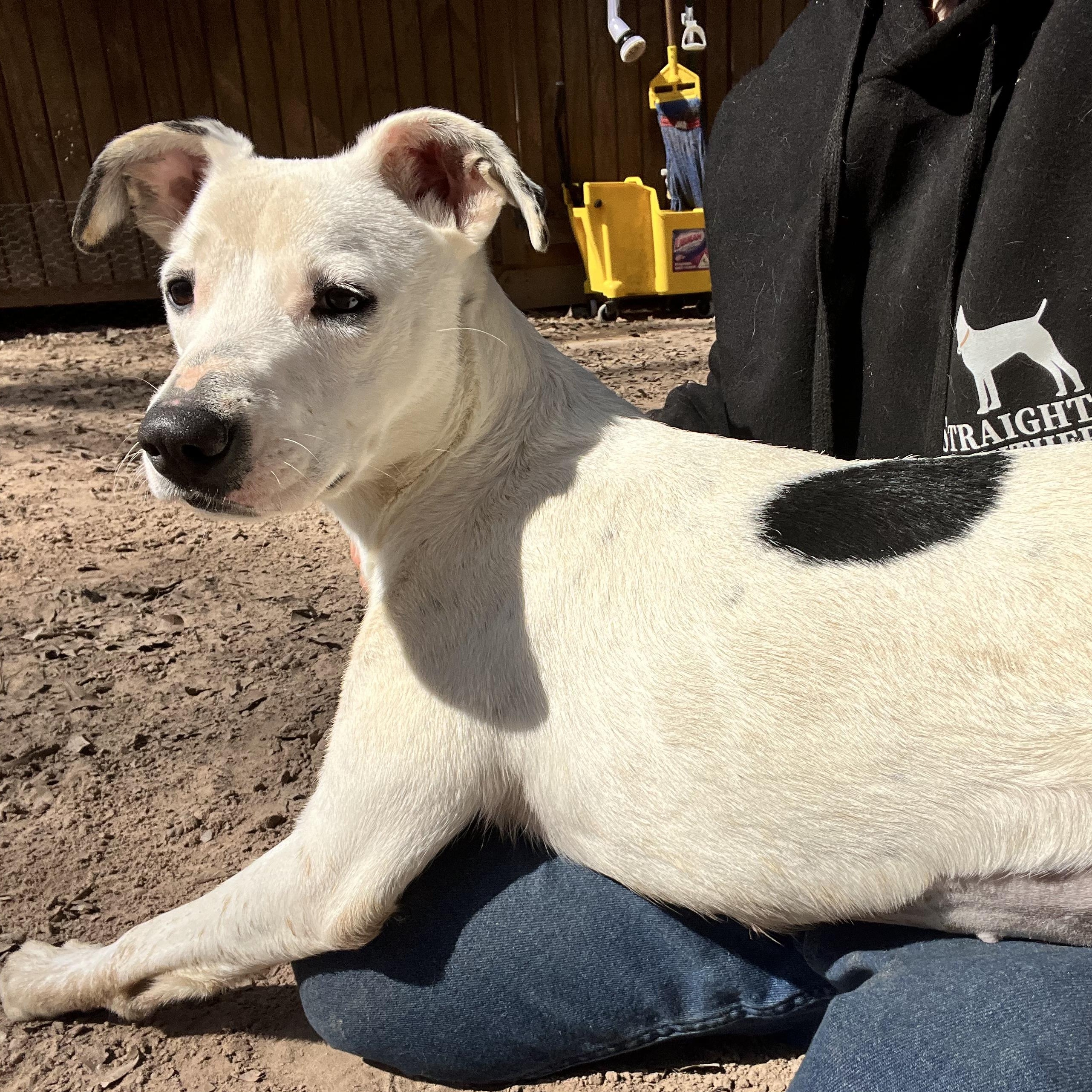Enlarge Charlie, a Adoptable mixed breed in St Joseph, MI image 1/5