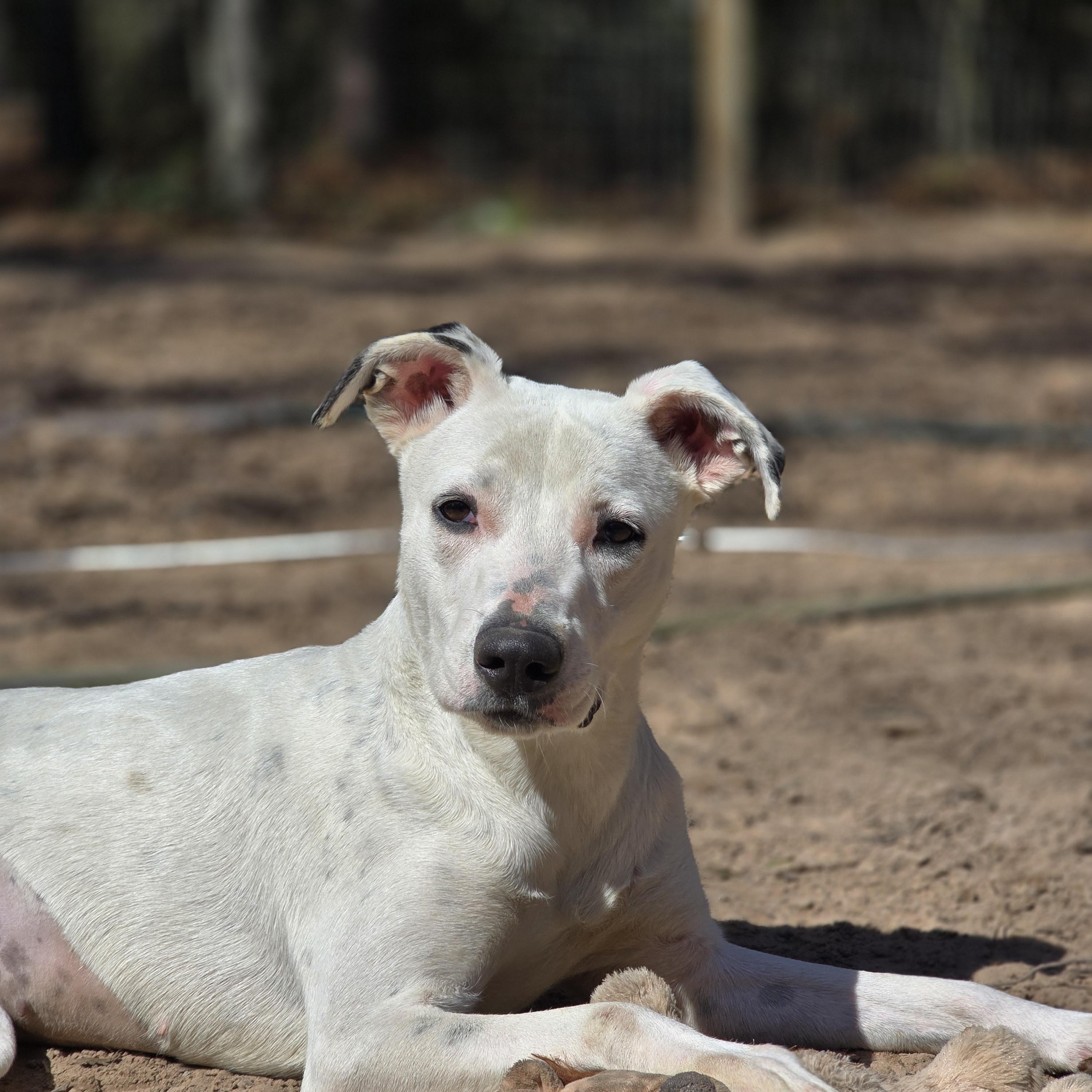 Enlarge Charlie, a Adoptable mixed breed in St Joseph, MI image 2/5