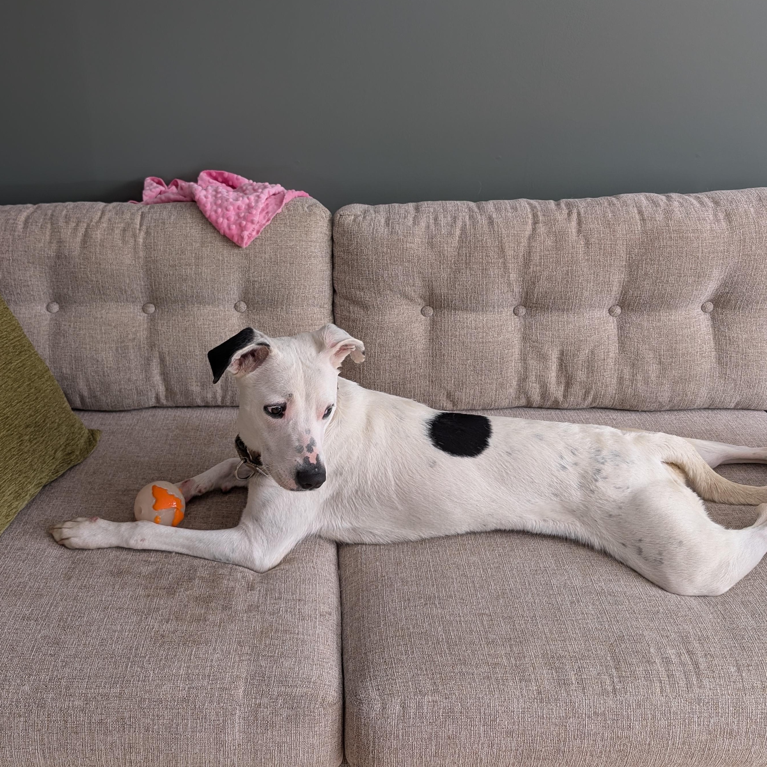 Enlarge Charlie, a Adoptable mixed breed in St Joseph, MI image 3/5