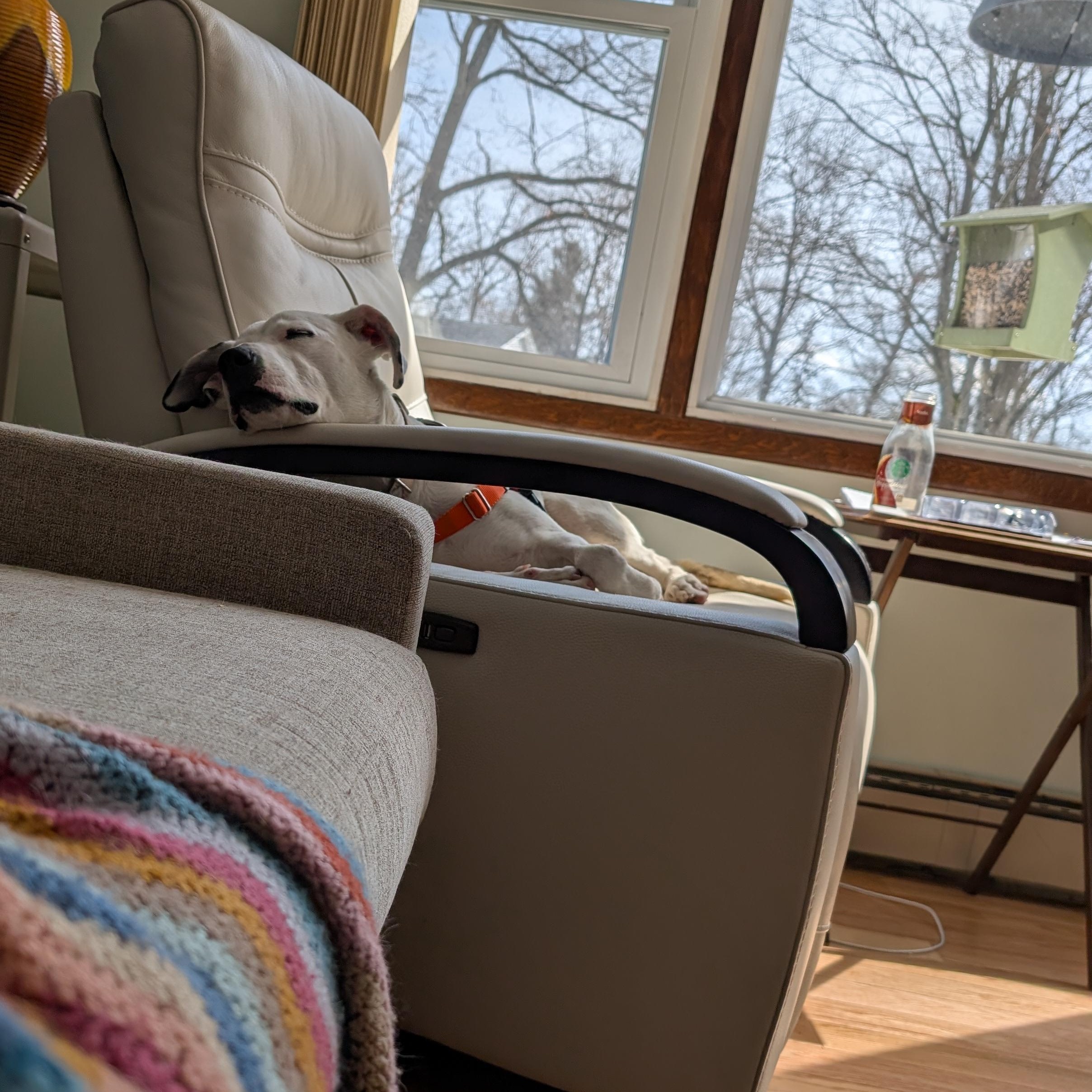 Enlarge Charlie, a Adoptable mixed breed in St Joseph, MI image 4/5