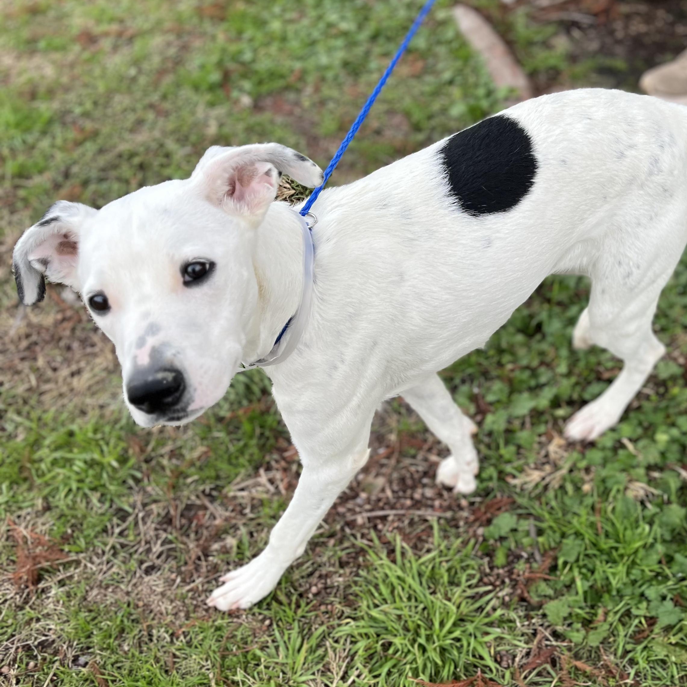 Enlarge Charlie, a Adoptable mixed breed in St Joseph, MI image 5/5
