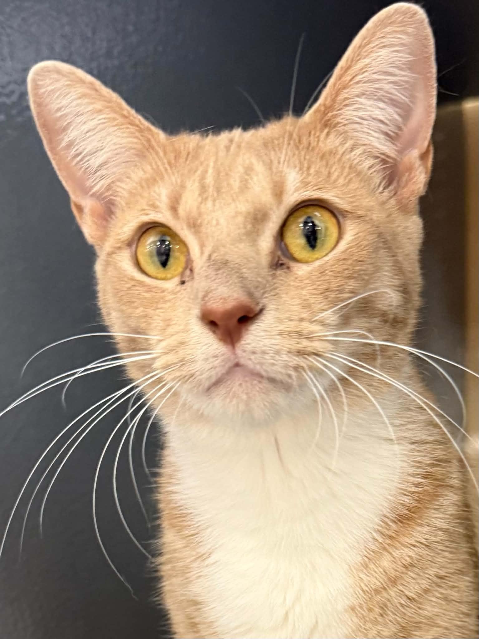 Enlarge Milo, a Adoptable Domestic Short Hair in Stockbridge, GA image 5/6