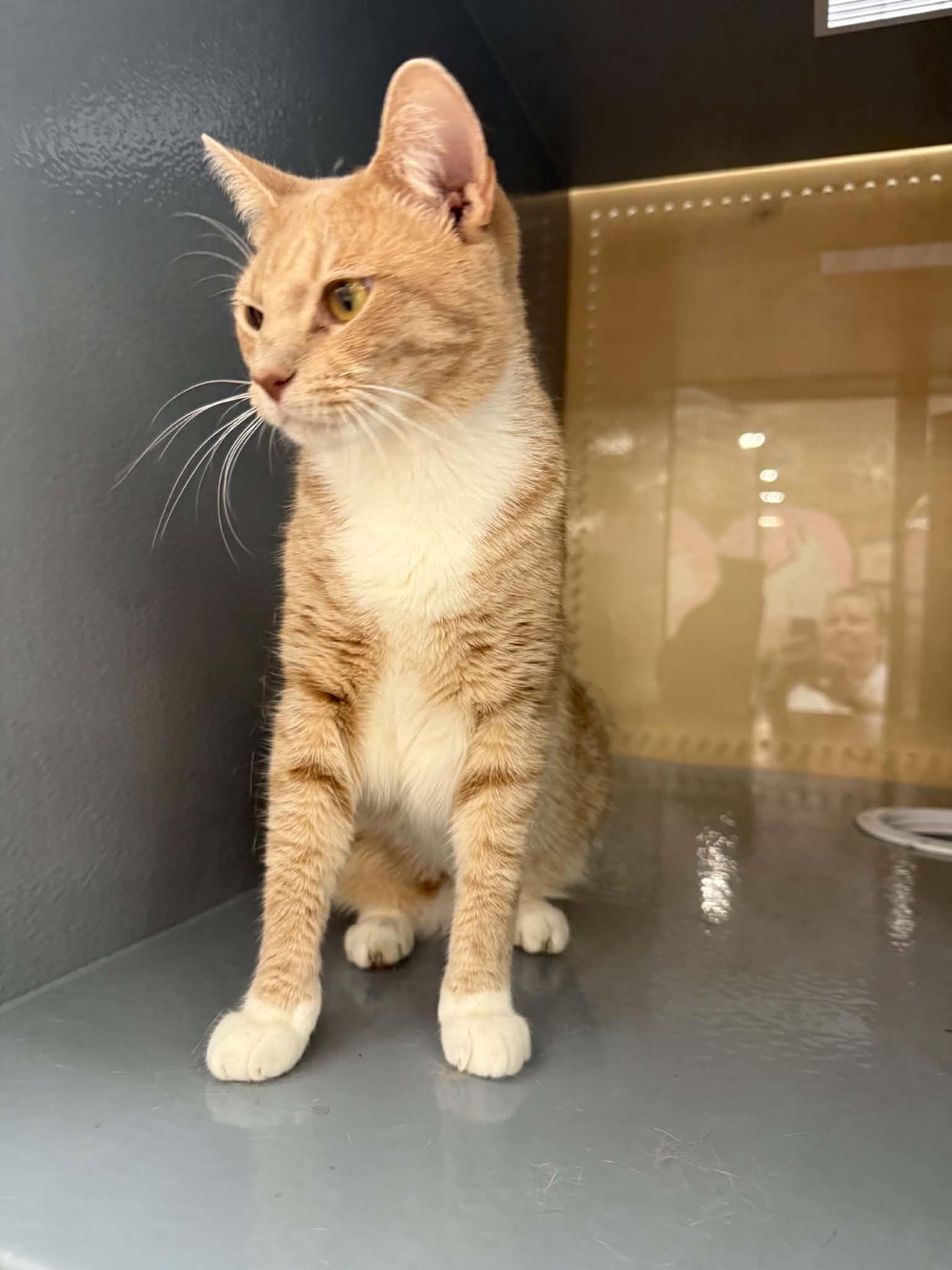 Enlarge Milo, a Adoptable Domestic Short Hair in Stockbridge, GA image 3/6