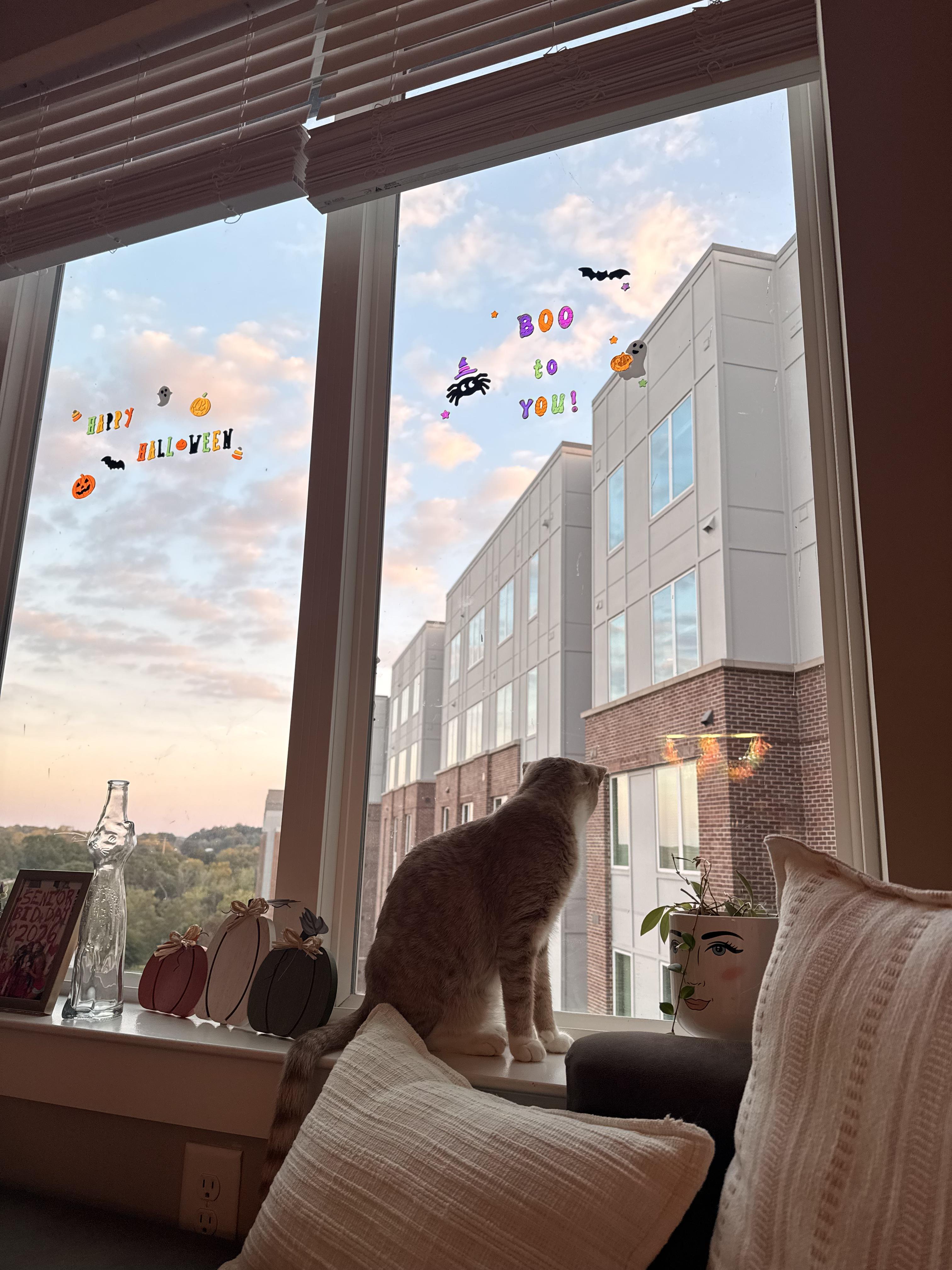 Enlarge Milo, a Adoptable Domestic Short Hair in Stockbridge, GA image 6/6