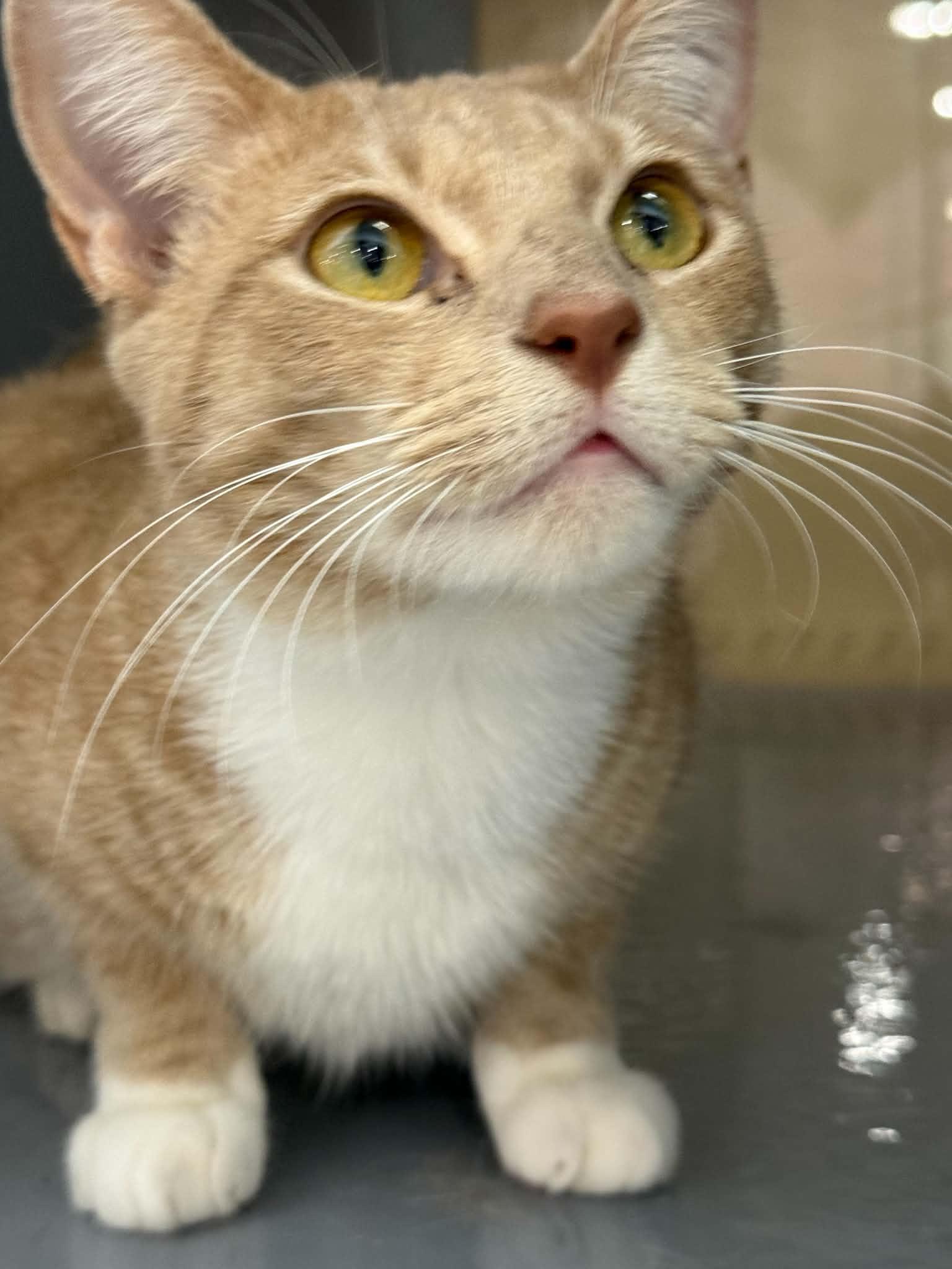 Enlarge Milo, a Adoptable Domestic Short Hair in Stockbridge, GA image 4/6
