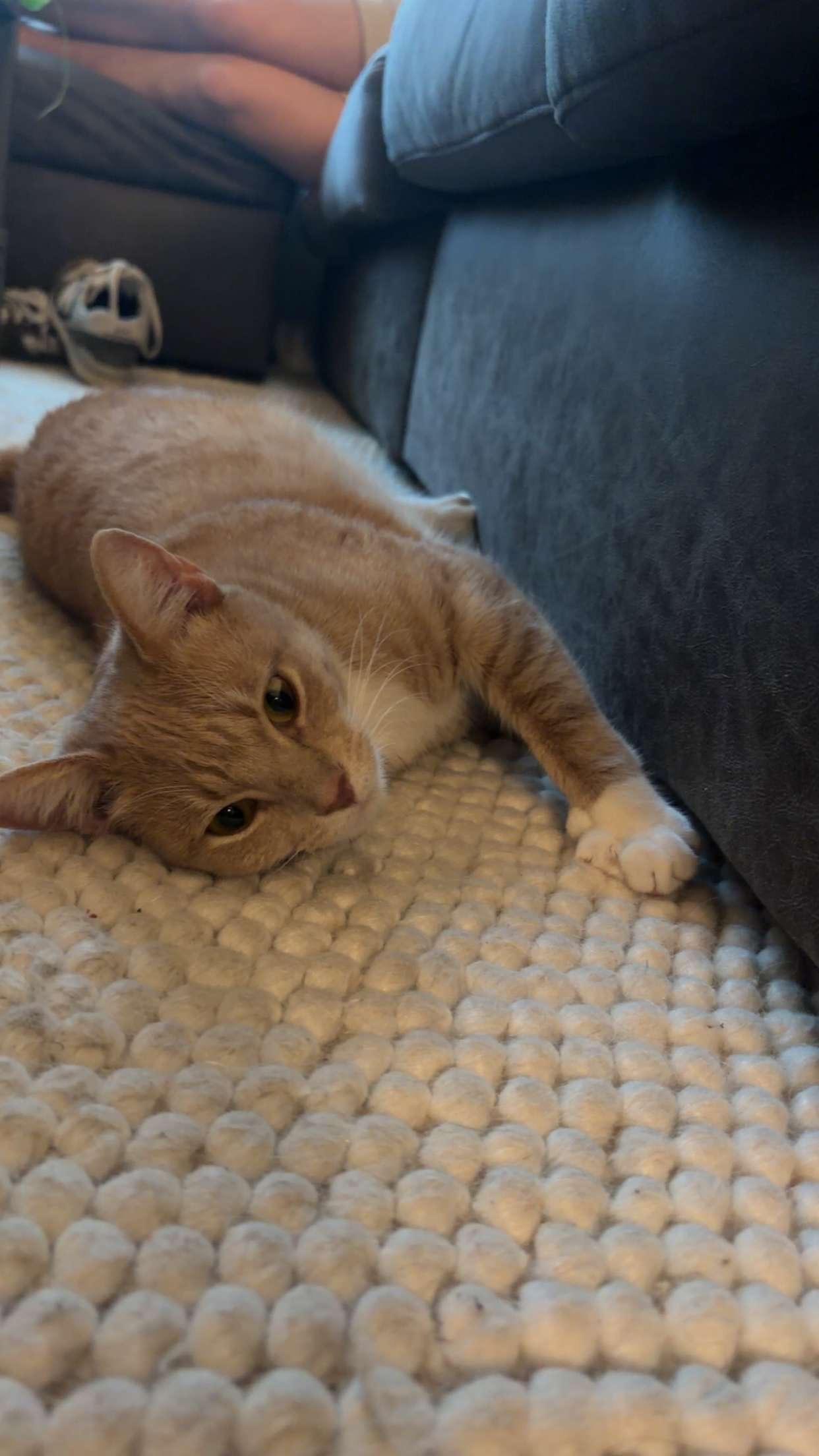 Enlarge Milo, a Adoptable Domestic Short Hair in Stockbridge, GA image 1/6