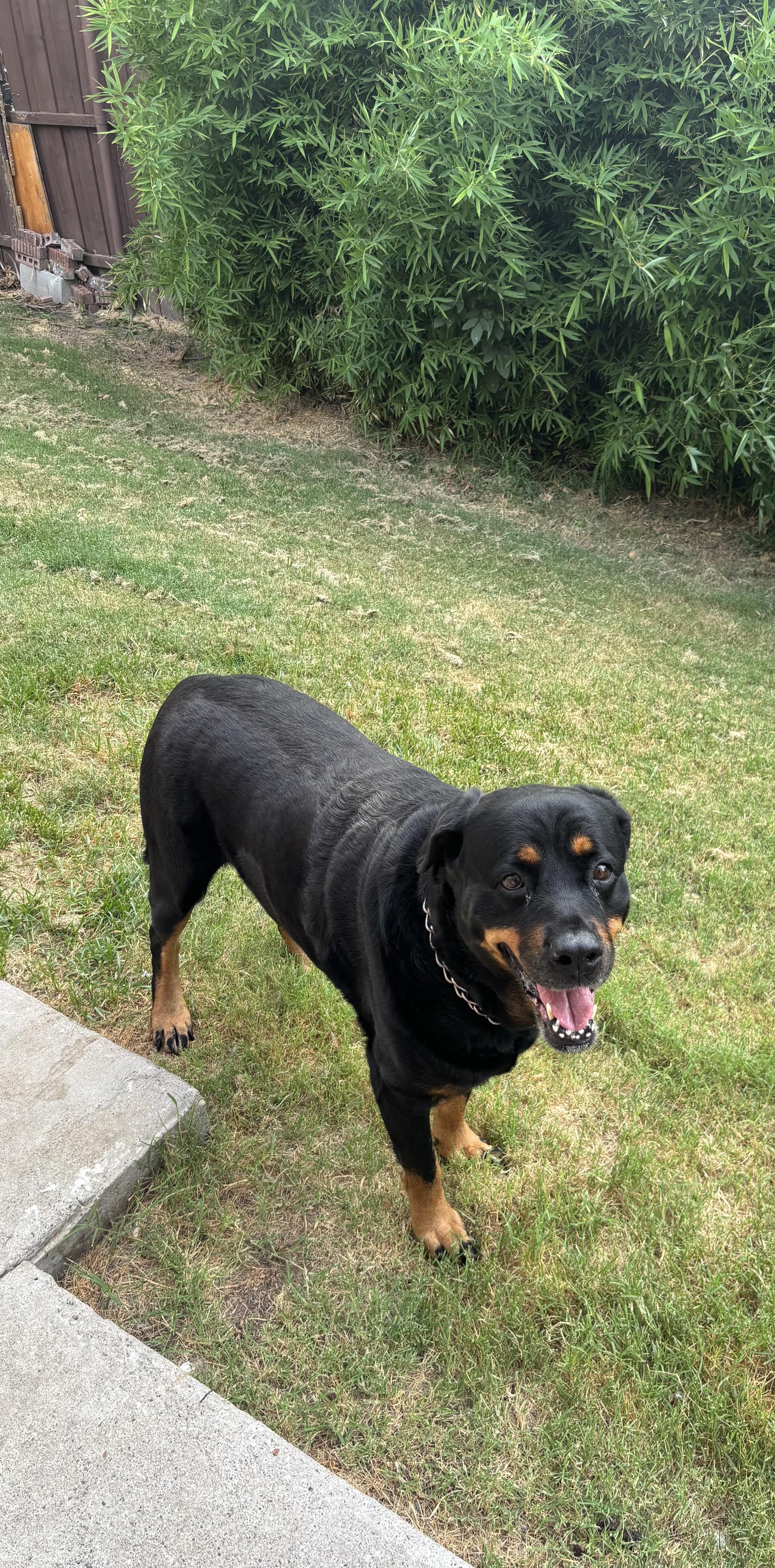 Enlarge Olivia.J, a Adoptable Rottweiler in Dallas, TX image 2/2
