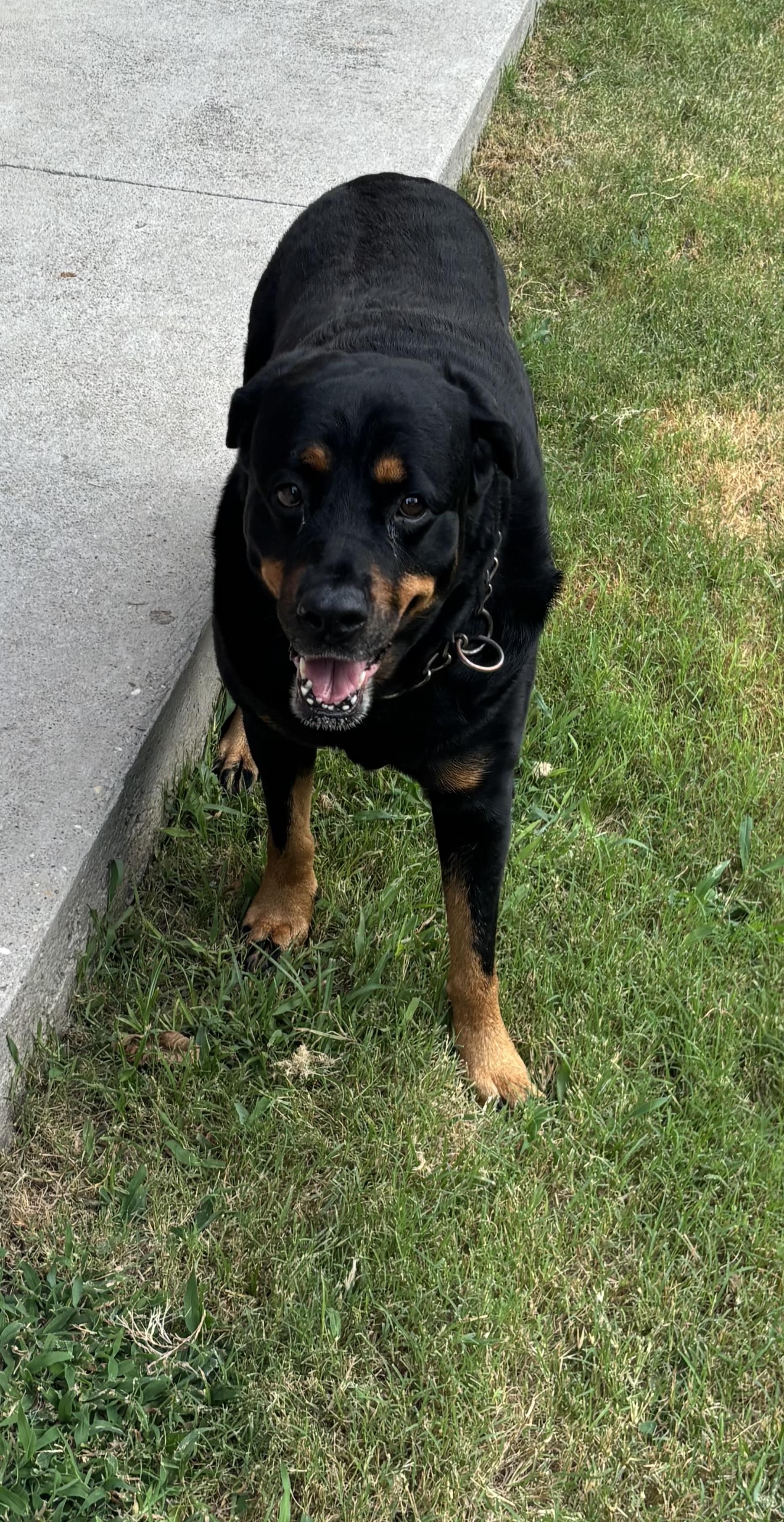 Olivia.J, Adoptable, Senior Female Rottweiler.