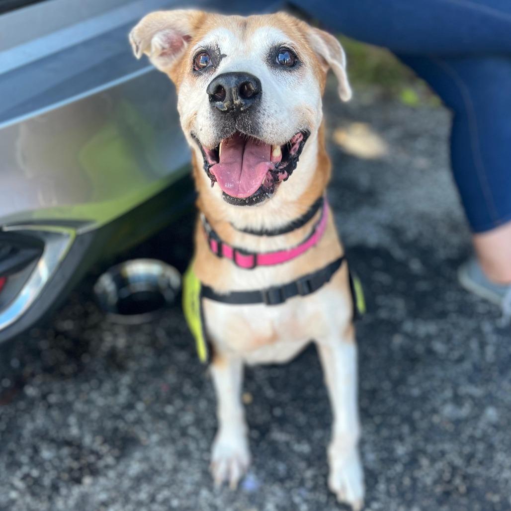 Enlarge Eleanor, a Adoptable mixed breed in Merritt Island, FL image 1/3