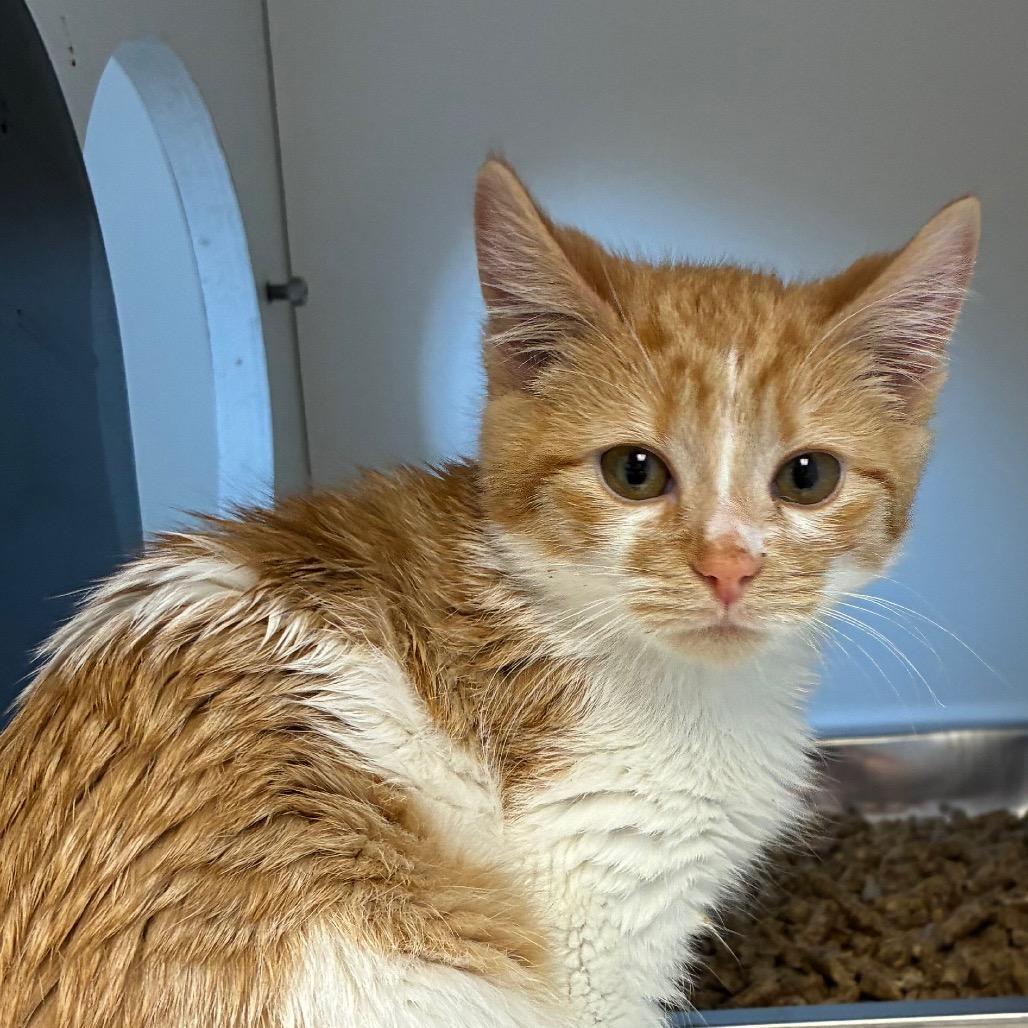 Ezrah, Adoptable, Kitten Female Domestic Short Hair.