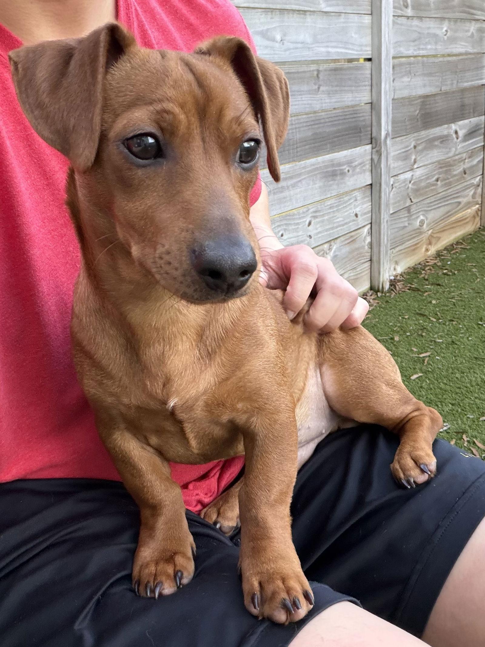 Penn, Adoptable, Young Male Dachshund.