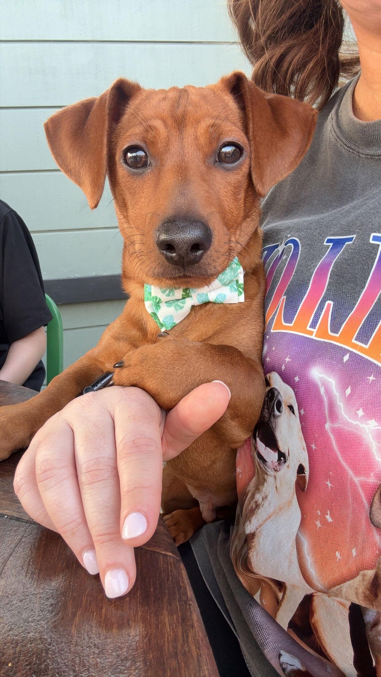 Enlarge Penn - ADOPTION PENDING!, a Adoptable Dachshund in Arlington, VA image 2/3