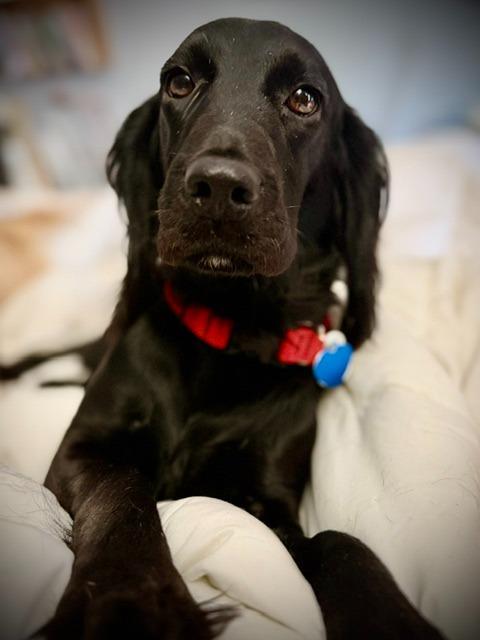 Enlarge Bella Blueberry, a Adoptable mixed breed in Austin, TX image 2/6
