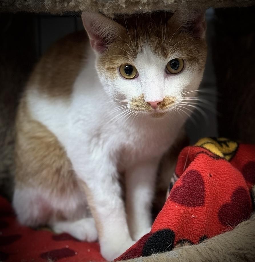 Heath Cliff, Adoptable, Young Male Domestic Short Hair.