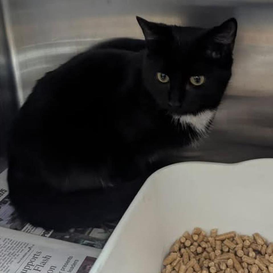 BLACKIE  Available NOW - ADOPTION or RESCUE!, Adoptable, Young Male Domestic Short Hair.