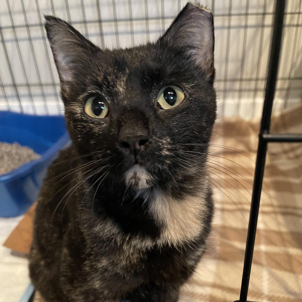 Ayla, Adoptable, Adult Female Domestic Short Hair.