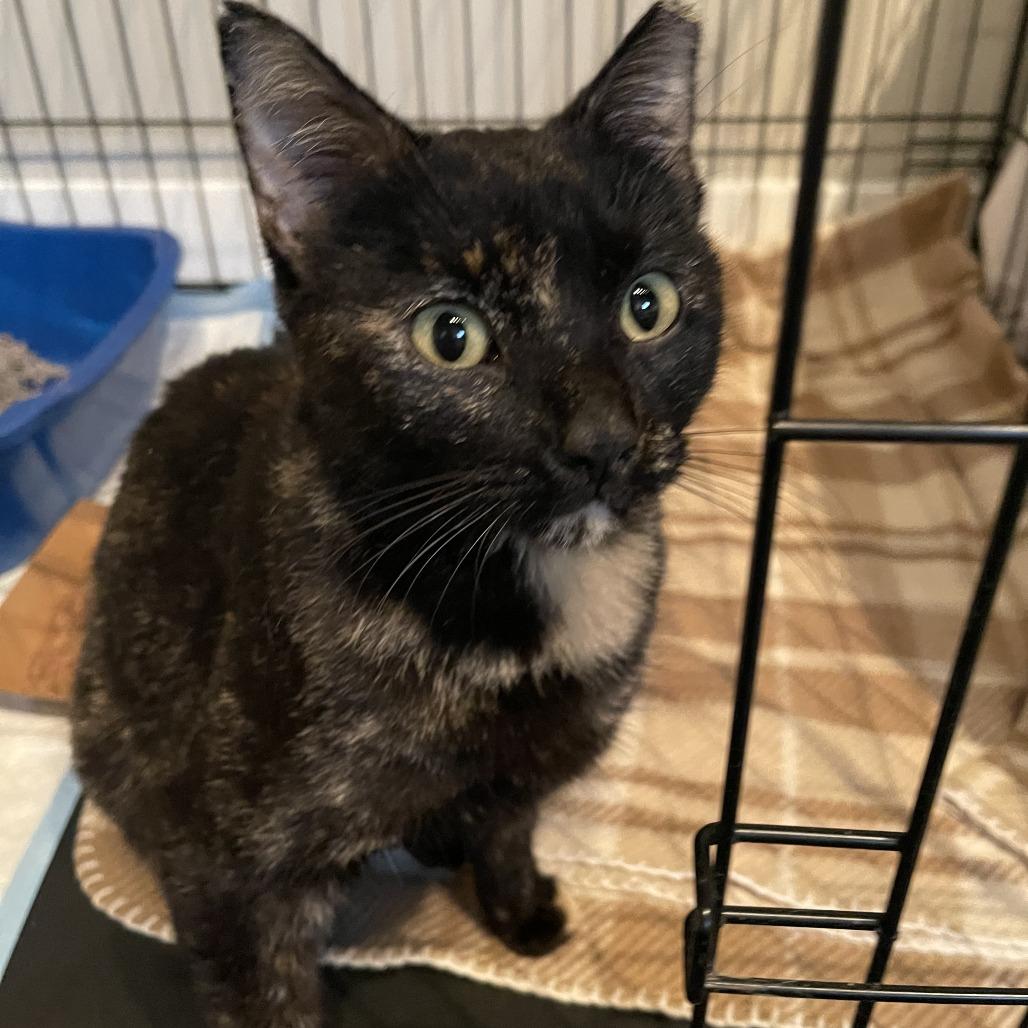 Enlarge Ayla, a Adoptable Domestic Short Hair in Hinsdale, IL image 2/2