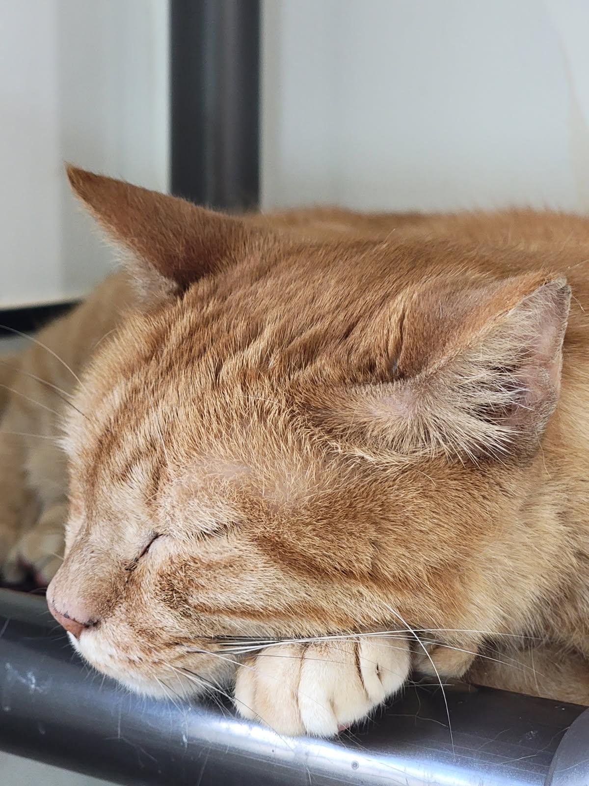 Luciano Pavarotti FH, Adoptable, Young Male Domestic Short Hair.