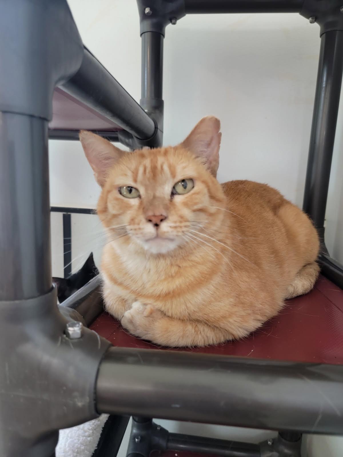 Enlarge Luciano Pavarotti FH, a Adoptable Domestic Short Hair in Sanford, FL image 2/3