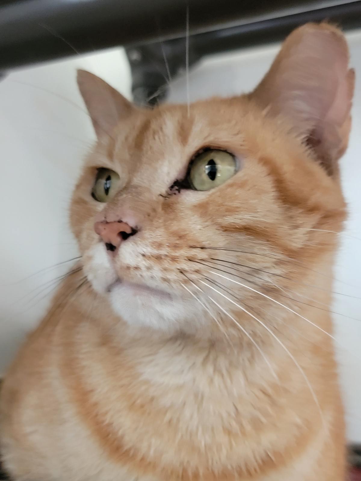 Enlarge Luciano Pavarotti FH, a Adoptable Domestic Short Hair in Sanford, FL image 3/3