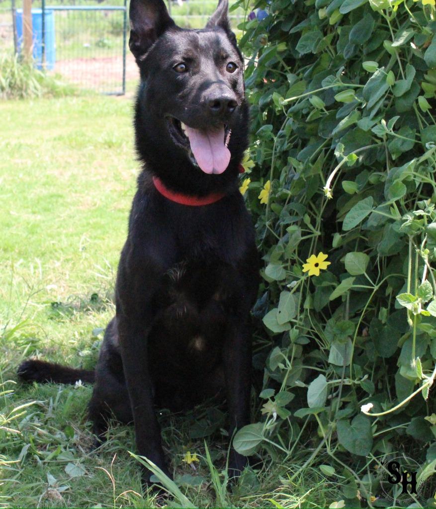 Enlarge Midnight, a Adoptable German Shepherd Dog in Kemp, TX image 1/4