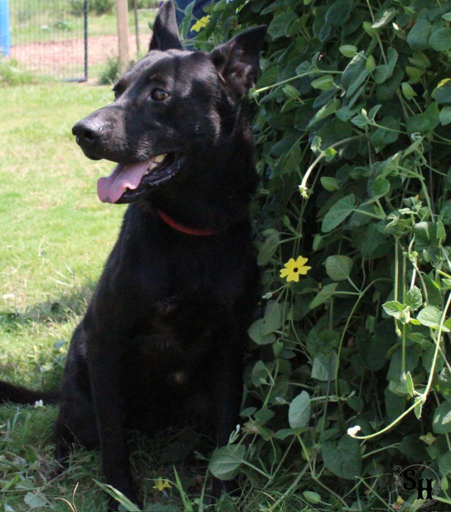 Enlarge Midnight, a Adoptable German Shepherd Dog in Kemp, TX image 2/4