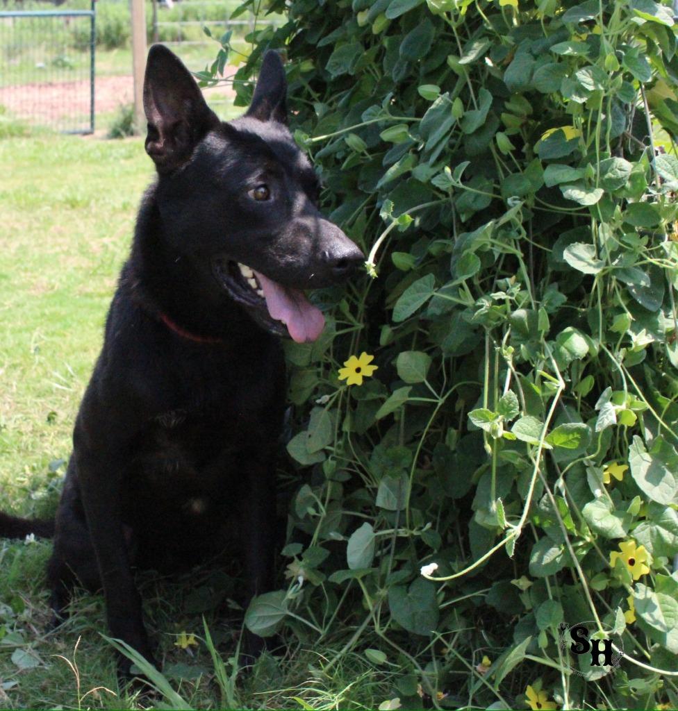 Enlarge Midnight, a Adoptable German Shepherd Dog in Kemp, TX image 3/4