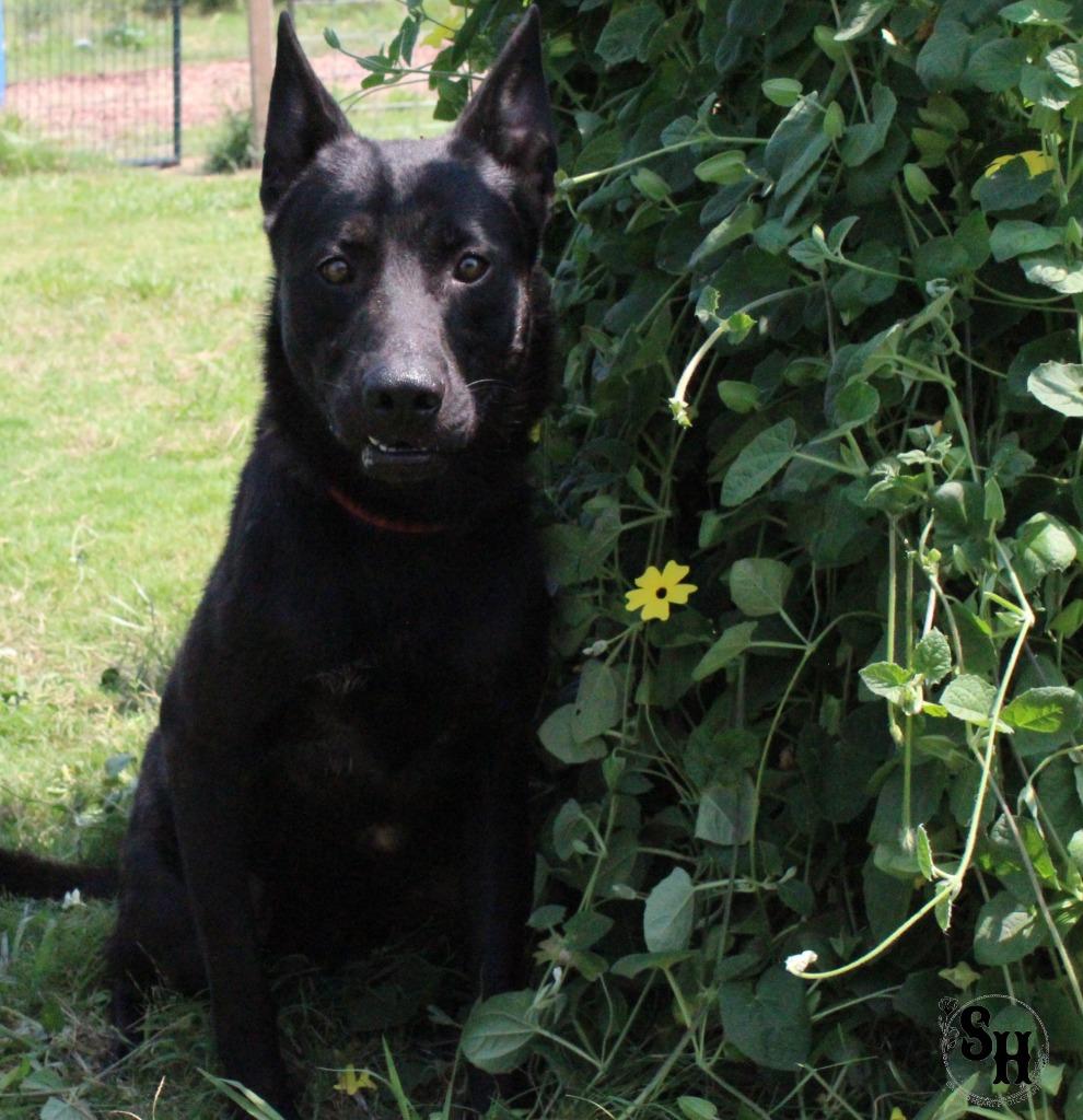 Enlarge Midnight, a Adoptable German Shepherd Dog in Kemp, TX image 4/4