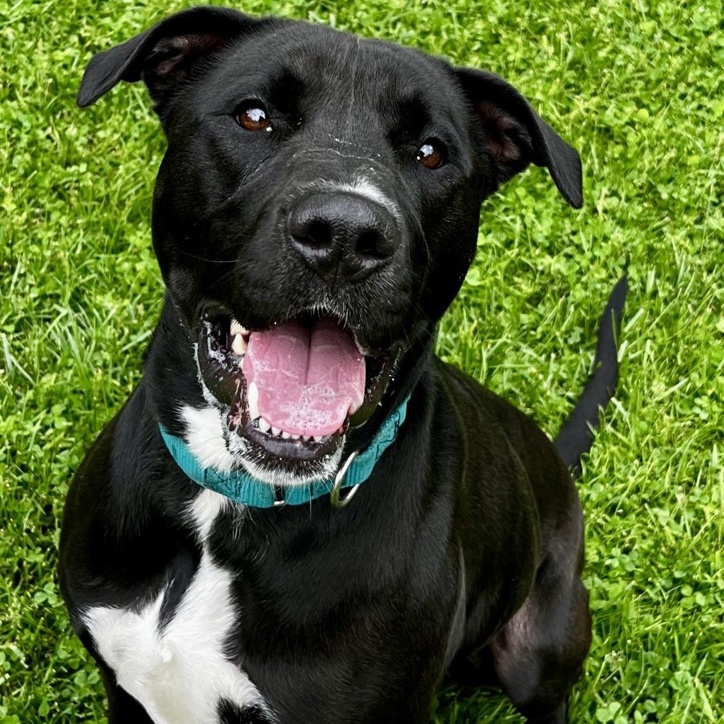 Lucy, Young Female Black Labrador Retriever