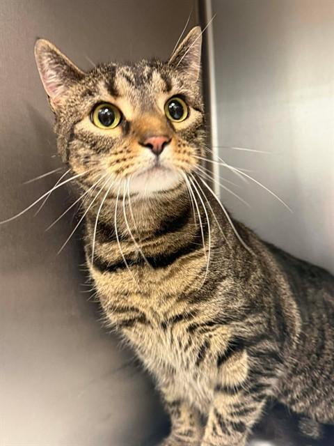 Indy, Adoptable, Adult Female Domestic Short Hair.