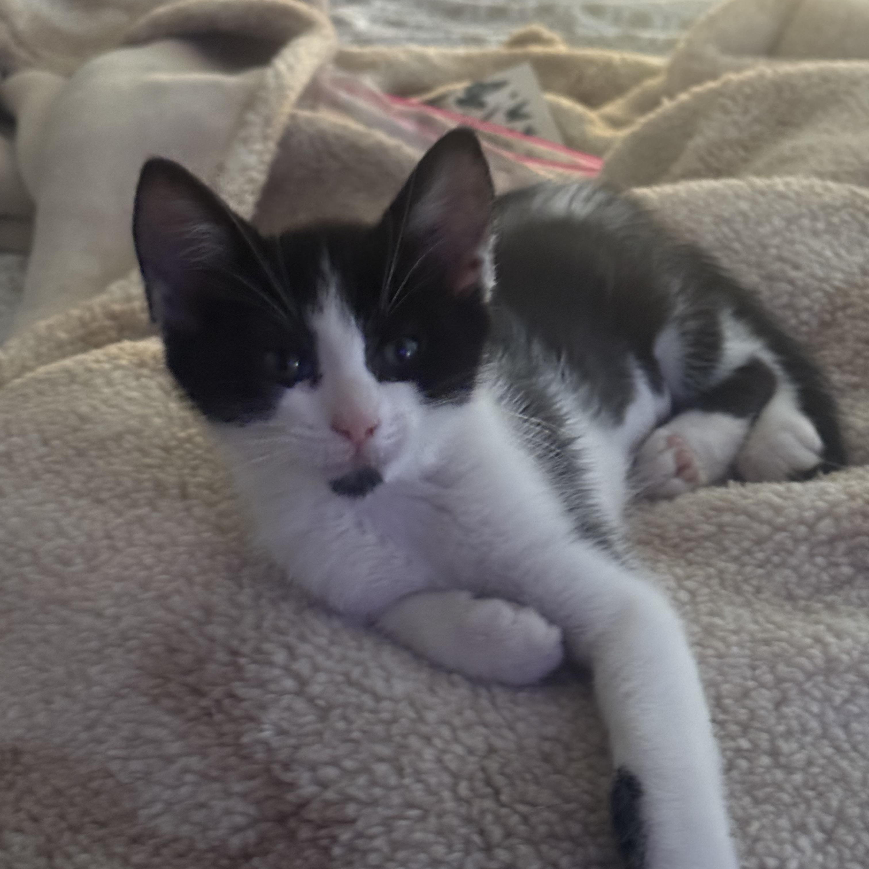 Dallas, an adopted American Shorthair in Tracy, CA image 3/3
