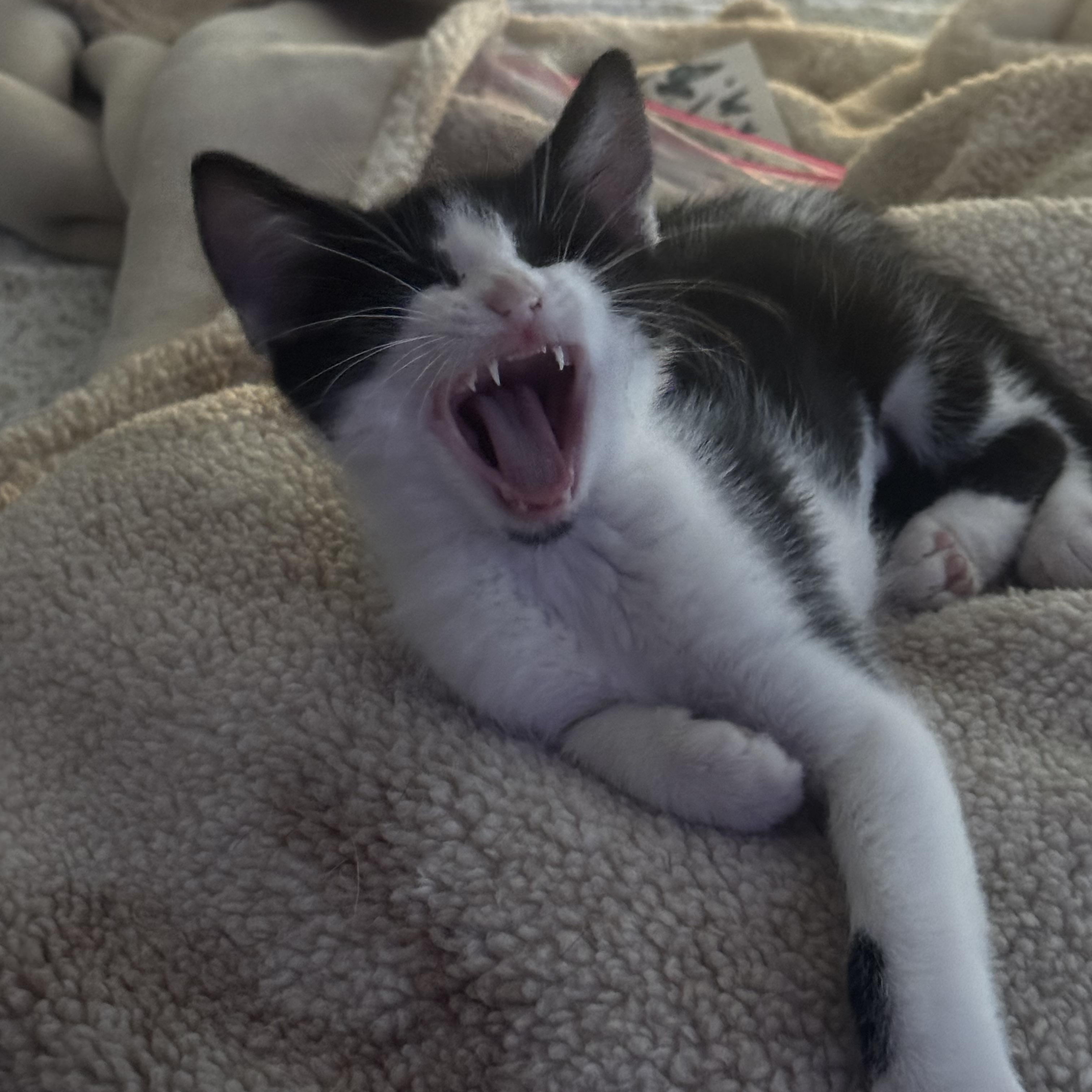 Dallas, an adopted American Shorthair in Tracy, CA image 2/3
