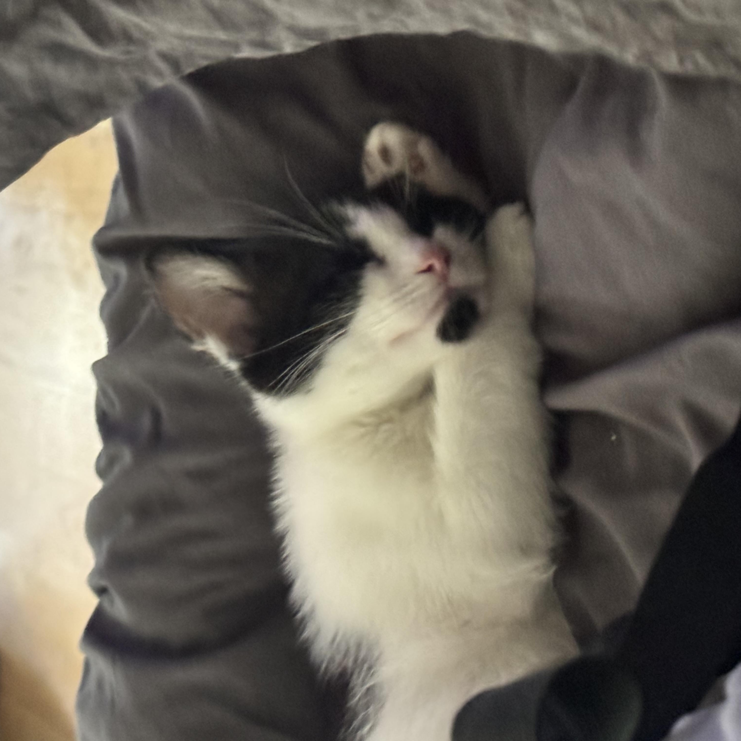 Dallas, adopted, Kitten Female American Shorthair.
