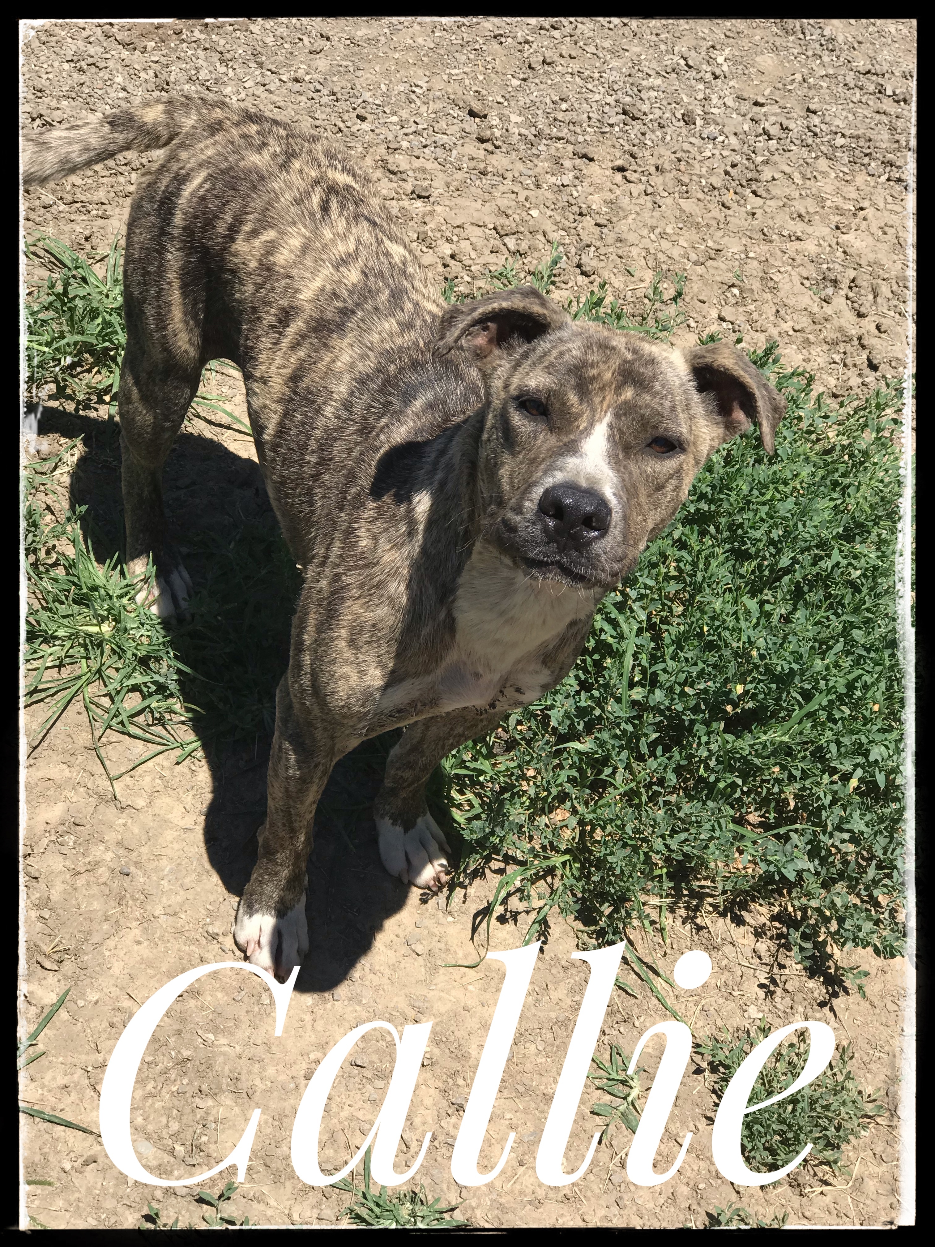 Callie, Adult Female Pit Bull Terrier
