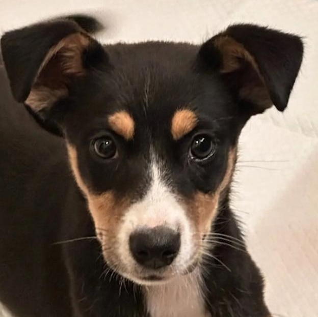 Rosie, ADOPTABLE, Puppy Female Mixed Breed.